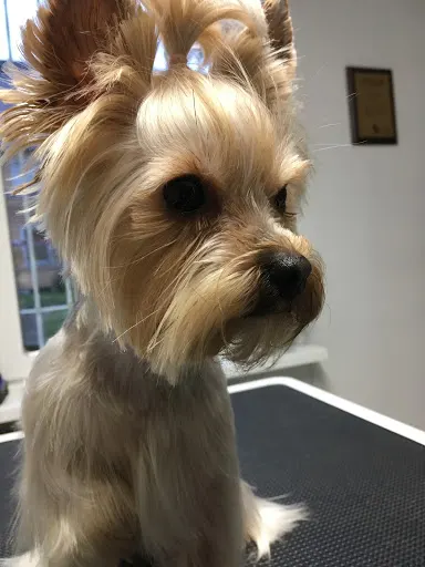 ANU Pielęgnacja Zwierząt Iza Kroczyk